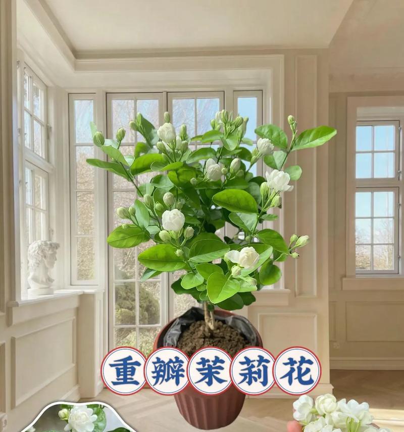盆栽茉莉的养护要点是什么？盆栽茉莉如何保持花香？