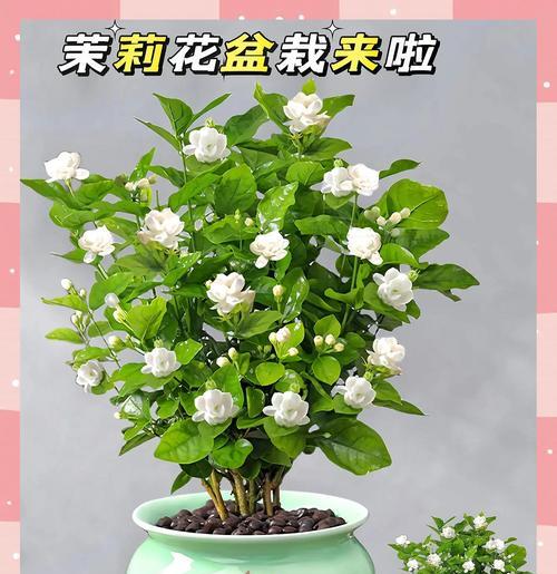 盆栽茉莉的养护要点是什么？盆栽茉莉如何保持花香？