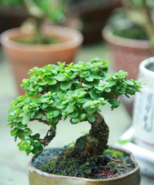 玉叶指的是哪种花？它的特点是什么？