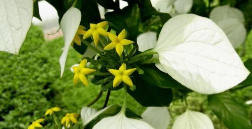 玉叶指的是哪种花？它的特点是什么？
