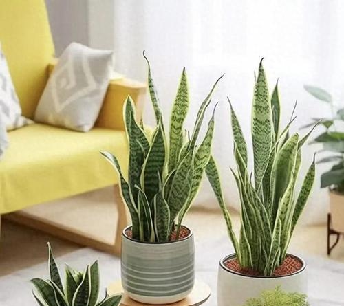 冬天室内适合种植哪些耐寒植物？