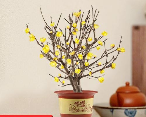 冬天室内适合种植哪些耐寒植物？