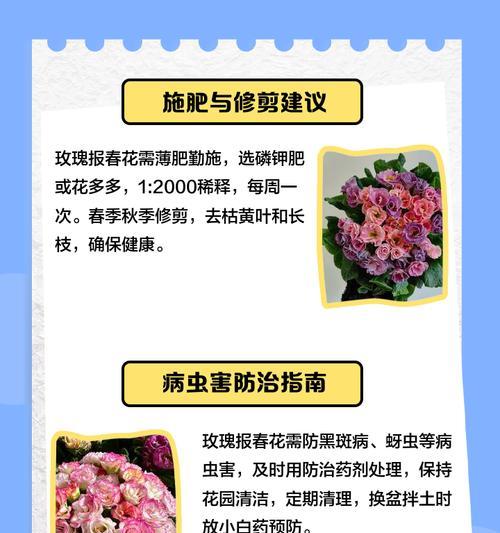 玫瑰花的养护技巧和常见问题是什么？