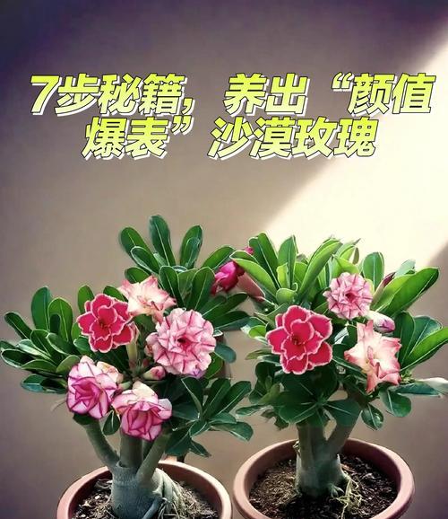 玫瑰花的养护技巧和常见问题是什么？