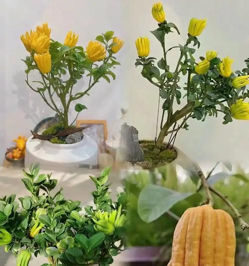 佛手的养护技巧有哪些？如何让它结出更多果实？