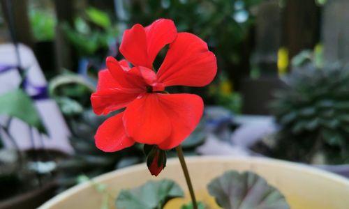 红色金银花的正确养护技巧有哪些？