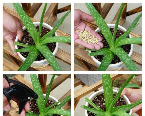 无根芦荟的养殖技巧是什么？无根芦荟如何快速生根？