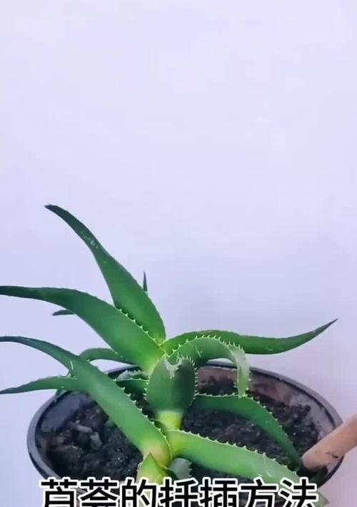 无根芦荟的养殖技巧是什么？无根芦荟如何快速生根？