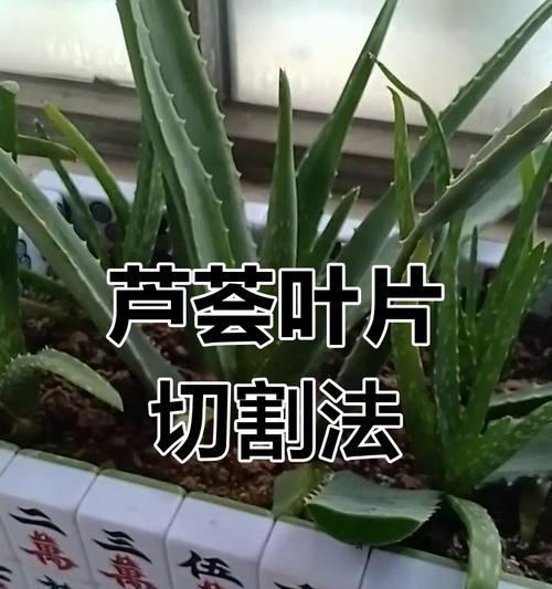 无根芦荟的养殖技巧是什么？无根芦荟如何快速生根？