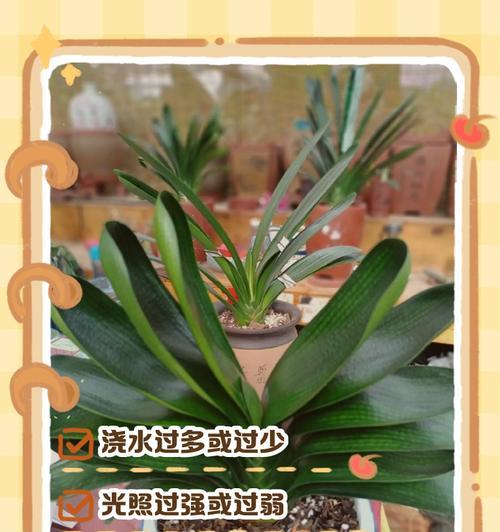 君子兰黄叶子怎么处理？预防与治疗措施是什么？