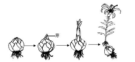 百合种植的详细步骤和技巧？