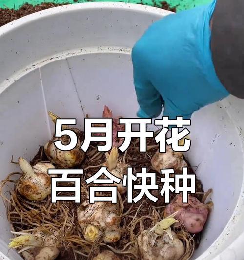 百合种植的详细步骤和技巧？