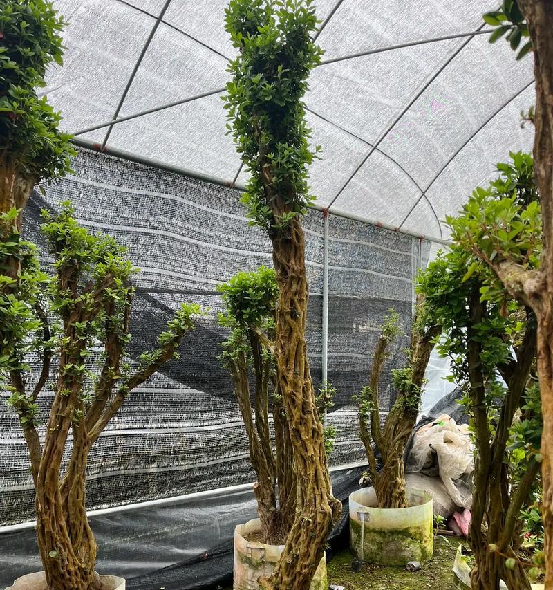 杜鹃花嫁接的正确方法是什么？