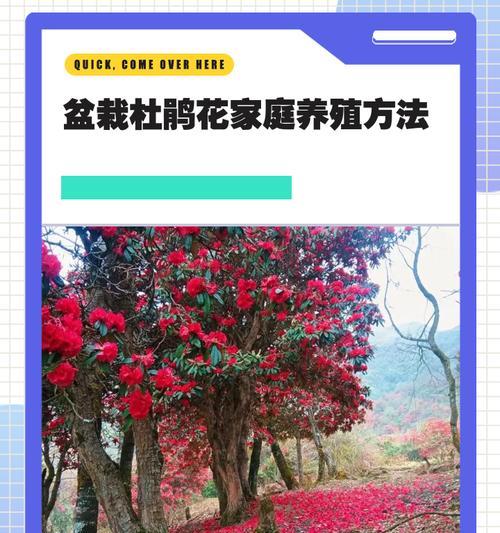 杜鹃花嫁接的正确方法是什么？