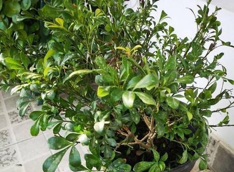 米兰种植方法和注意事项是什么？