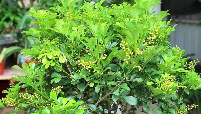 米兰种植方法和注意事项是什么？