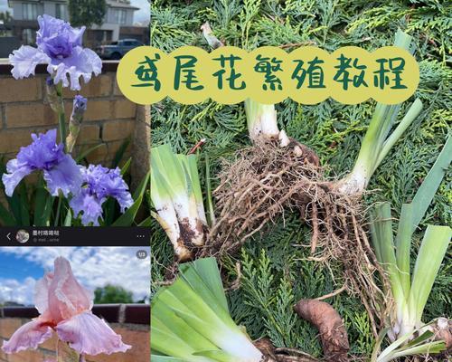 开门红花怎么养？日常护理和繁殖方法是什么？