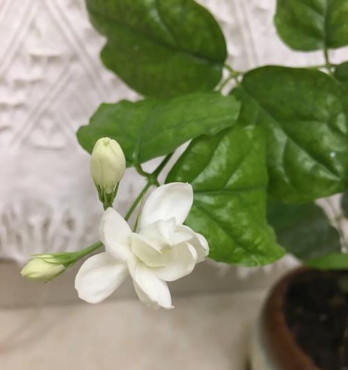 开门红花怎么养？日常护理和繁殖方法是什么？