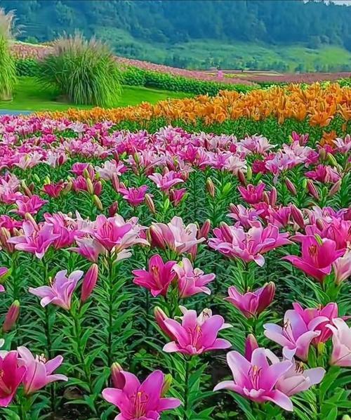 百合花种植的最佳季节是什么时候？