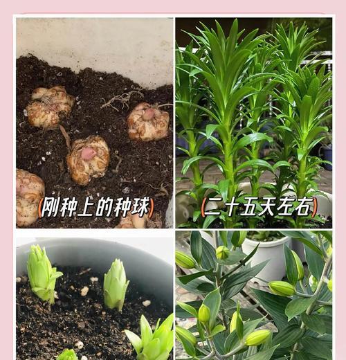 百合花种植的最佳季节是什么时候？