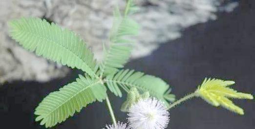 含羞草繁殖方法有哪些？