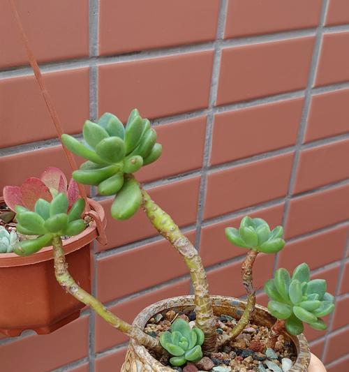 佛珠植物的养护技巧有哪些？如何保持其翠绿？