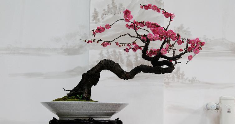 树桩盆景品种的选择标准是什么？如何进行养护？