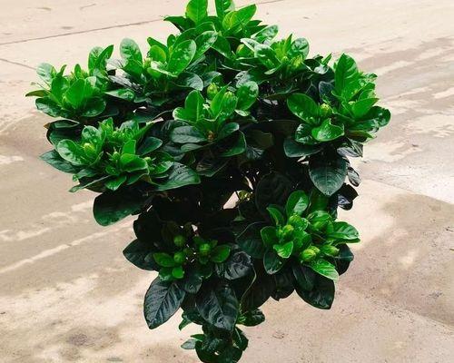 牡丹栀子花的养殖技巧和常见问题？