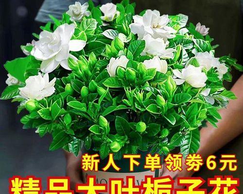 牡丹栀子花的养殖技巧和常见问题？