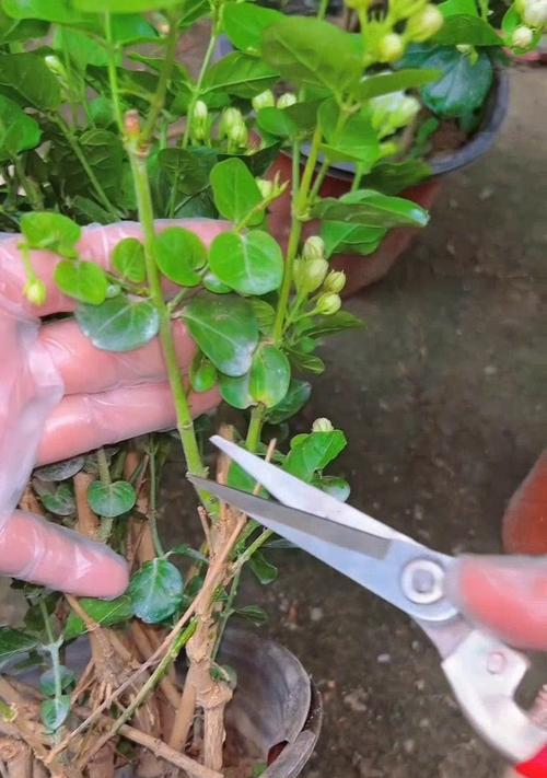 扦插繁殖花卉的正确步骤是什么？需要注意哪些要点？
