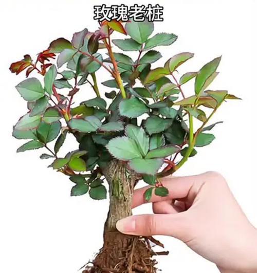 袖珍玫瑰花的养护秘诀？如何保持其长期开花？