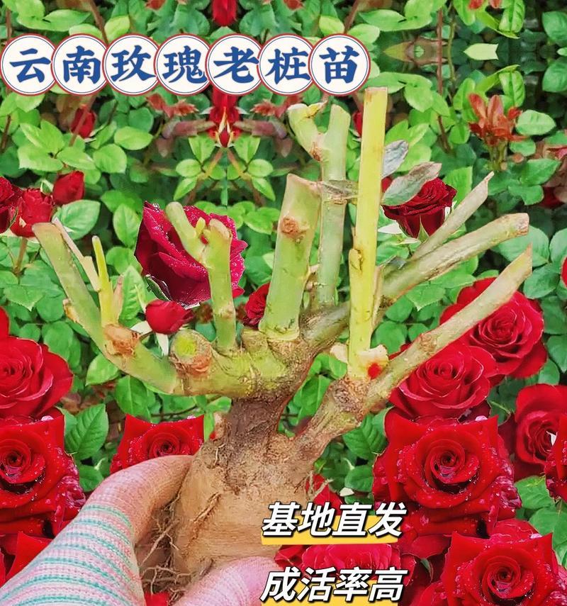 袖珍玫瑰花的养护秘诀？如何保持其长期开花？