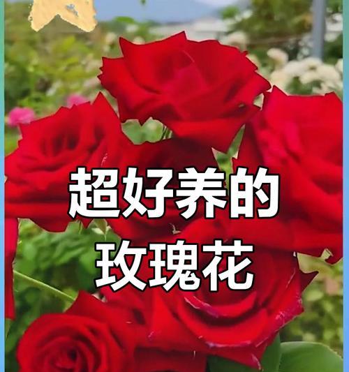 袖珍玫瑰花的养护秘诀？如何保持其长期开花？