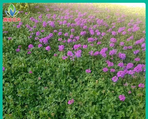 青州地区常见的花卉有哪些？