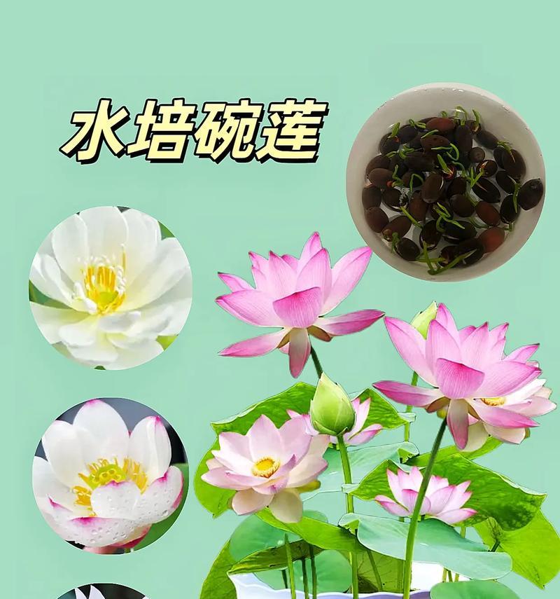 碗莲的最佳种植时间是什么时候？种植碗莲有哪些注意事项？