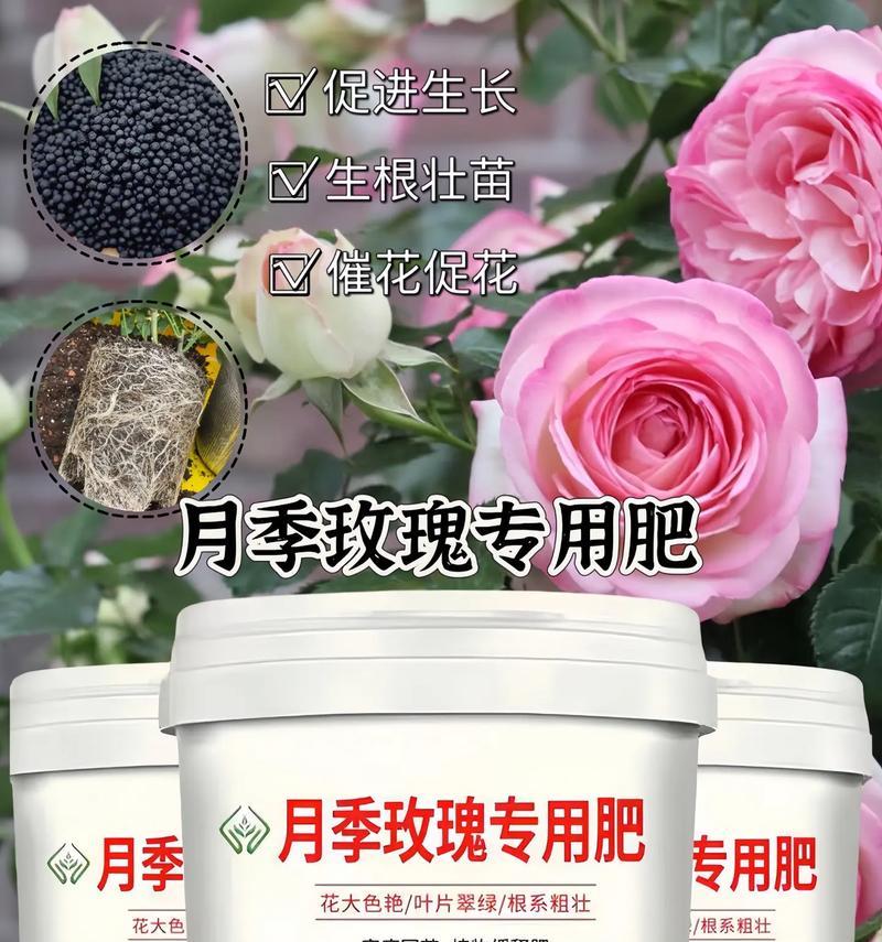 月季用什么肥料最好？如何根据季节选择肥料？