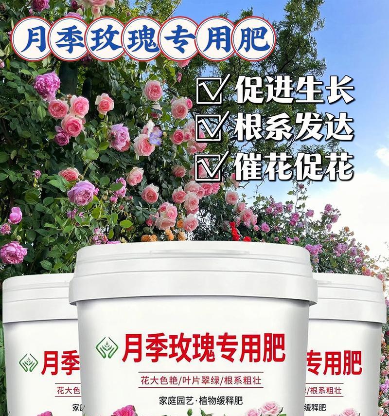 月季用什么肥料最好？如何根据季节选择肥料？