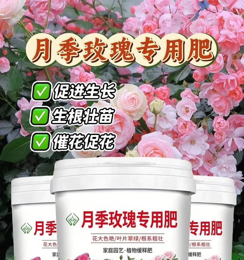 月季用什么肥料最好？如何根据季节选择肥料？