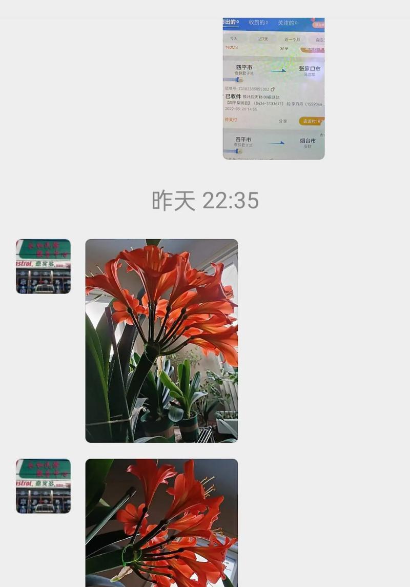 君子兰品种横兰有哪些特点？如何鉴别真伪？