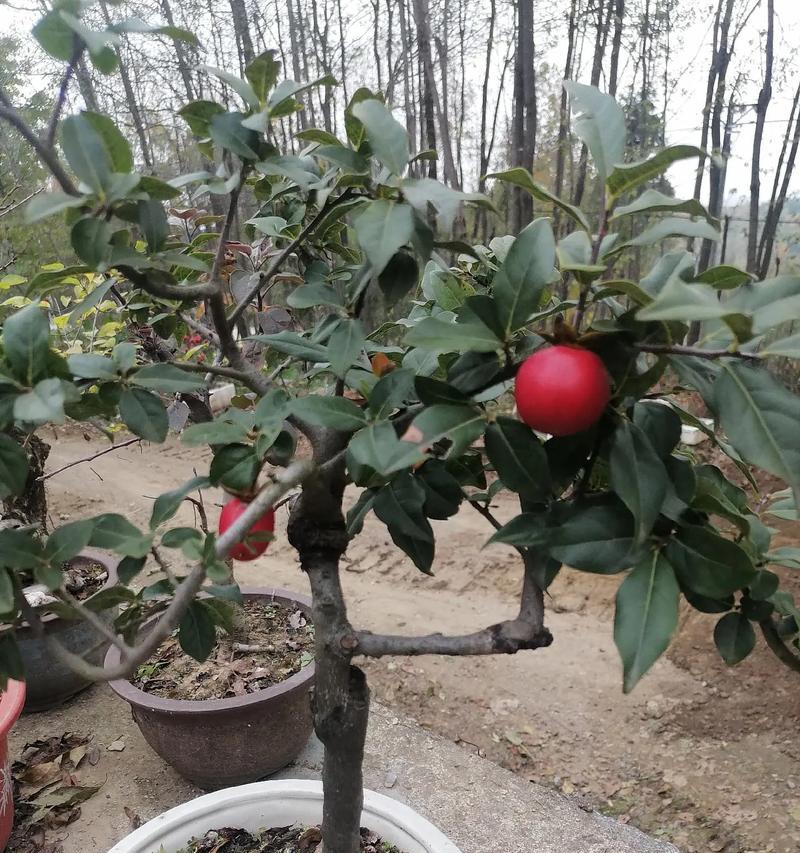蛋树的种植方法是什么？如何确保蛋树的高成活率？