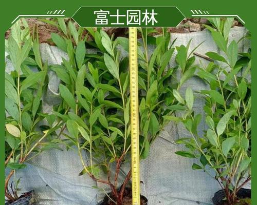苗圃品种有哪些？如何选择适合的苗圃品种？