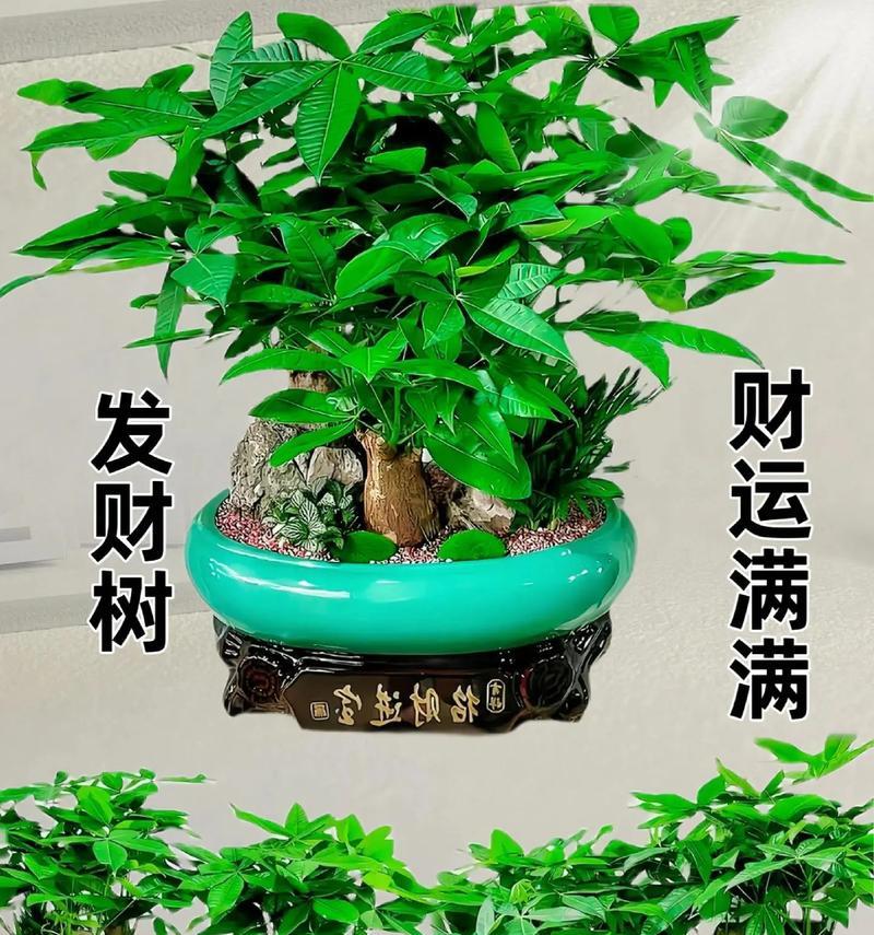 发财树是什么树？发财树的生长习性和养护要点？
