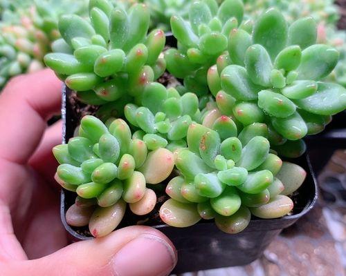 凝脂莲怎么养？凝脂莲的养殖技巧有哪些？