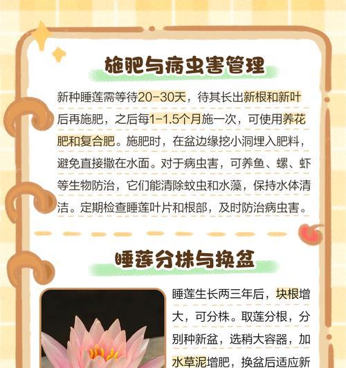 紫莲的种植方法是什么？如何使其开出美丽的花朵？