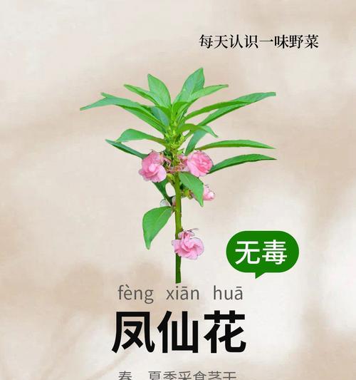 小凤仙花的繁殖方式是什么？