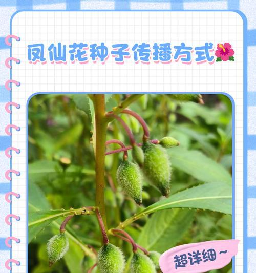 小凤仙花的繁殖方式是什么？
