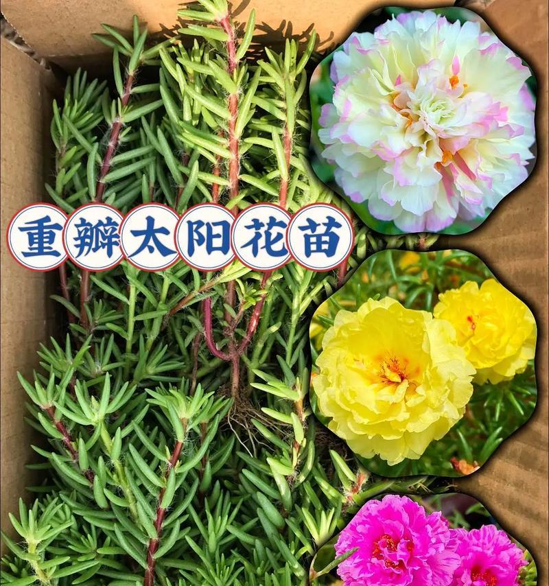 太阳花养殖方法有哪些？太阳花如何照料？
