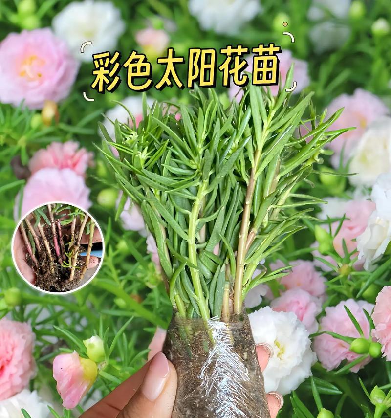 太阳花养殖方法有哪些？太阳花如何照料？
