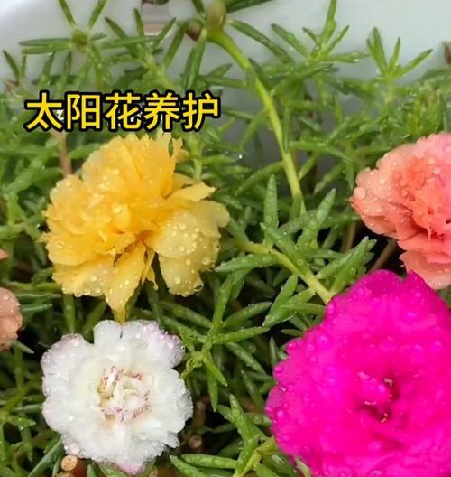 太阳花养殖方法有哪些？太阳花如何照料？