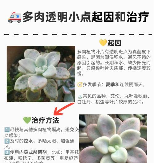 花卉叶子出现白点？可能的原因及解决办法？